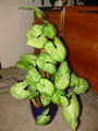Syngonium Podophyllum